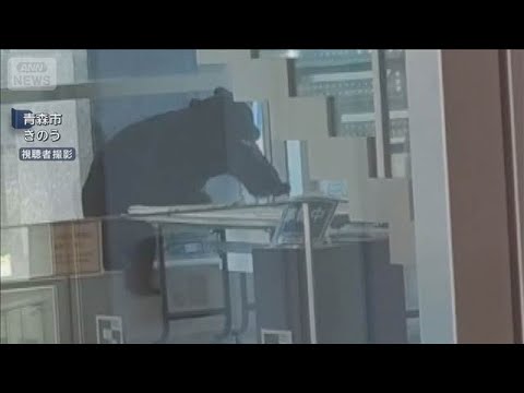 青森市の商業施設にクマ　緊急銃猟で駆除 県内3例目(2026年5月16日)