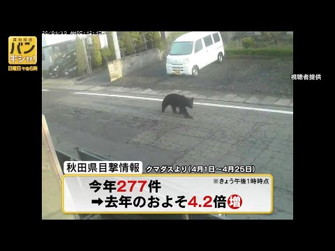 街中で相次ぐクマ目撃…GWへ警戒　冬眠の場所が影響？徹底調査【バンキシャ！】_4/26 サムネイル