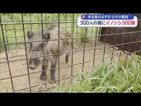 300人の島にイノシシ300頭　未生息のはずが なぜ大繁殖【スーパーJチャンネル】(2026年4月27日) サムネイル
