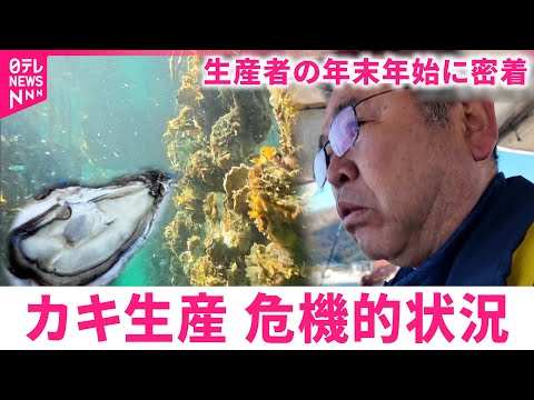 【密着】９割が死ぬ… カキ養殖がピンチ 生産者の年末年始　広島　NNNセレクション サムネイル