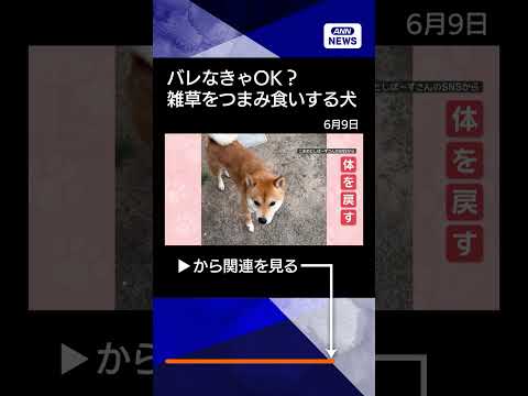 【ニュース】「ごまかすワン」バレなきゃOK…こっそり草をつまみ食いする犬　悪いと思ってる？shorts サムネイル