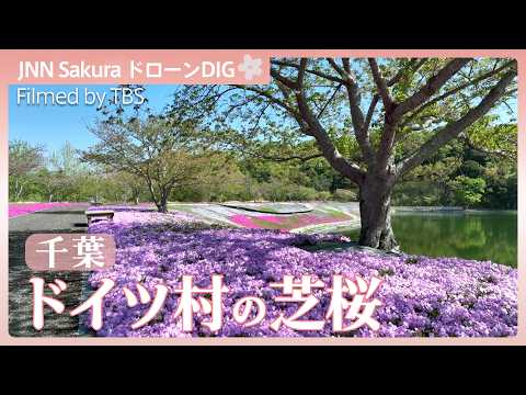 芝桜の絨毯【JNN sakuraドローンDIG 2026】｜TBS NEWS DIG サムネイル