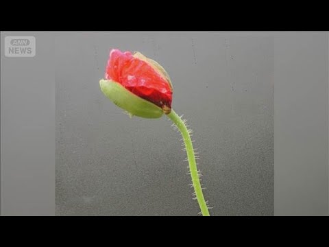 JA直売所で栽培禁止のケシの苗販売　愛知・安城市　最大18ポット　県が回収呼びかけ【知っておきたい！】【グッド！モーニ… サムネイル