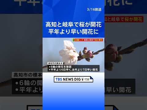 高知と岐阜で桜が開花 全国トップ　それぞれ平年よりも早い開花に｜TBS NEWS DIG shorts