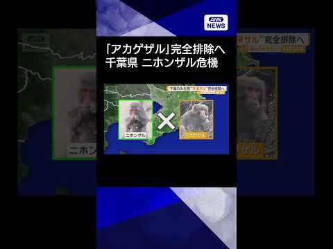 【ニュース】千葉県に生息「アカゲザル」完全排除へ　交雑進みニホンザルに危機shorts サムネイル
