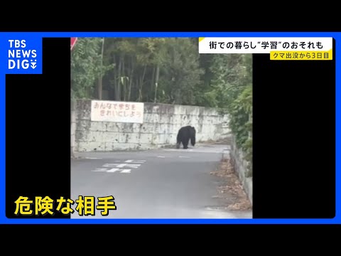 宇都宮市の繁華街にクマ「うわすご！」　夜も捕獲に至らず　各地で目撃情報…周辺の学校では臨時休校【news23】｜TBS… サムネイル