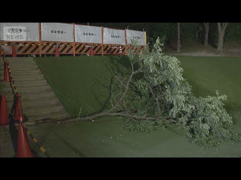 公園で木の枝落下　子ども3人けが　京都・宇治市(2026年5月24日) サムネイル