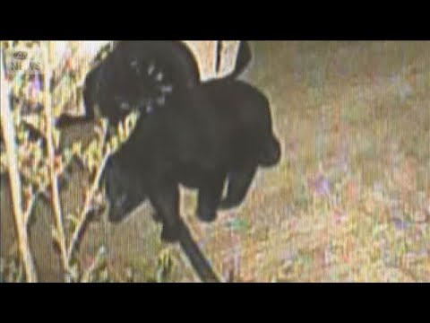 クマ居座る…仙台の市街地で　ドローンを飛ばして捜索も【スーパーJチャンネル】(2026年4月19日) サムネイル