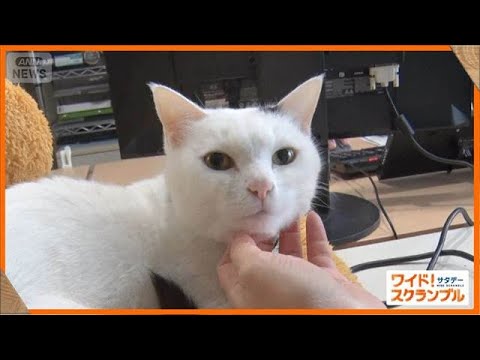 ペットと同伴勤務できるユニークな企業　猫チャットルームでコミュニケーションも円滑【ワイド！スクランブル】(2026年5… サムネイル
