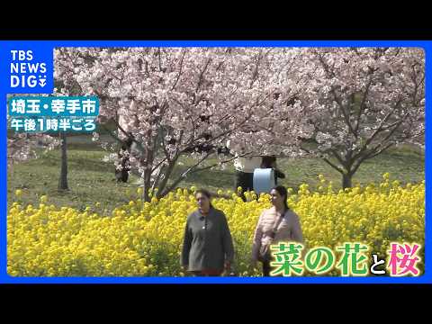 東京の桜満開は？　各地で桜が見ごろ　絶景！菜の花とのコラボも　なぜ？桜の名所「目黒川」では巨大幕が登場｜TBS NEW…
