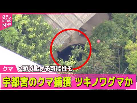 【クマ出没】オスの若い成獣のツキノワグマか…体長約1メートル　住宅敷地内でクマ1頭捕獲　2頭以上いる可能性も──社会ニ…