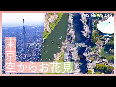 「東京 空からお花見　待望の青空と満開の桜 2026」｜TBS NEWS DIG