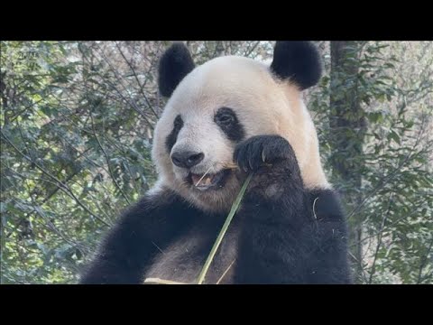 “ゼロパンダ”中国外務省「中国に見に来ることを歓迎する」【スーパーJチャンネル】(2026年1月27日) サムネイル