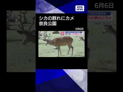 【ニュース】奈良公園にカメが現れ…シカの群れ騒然 shorts サムネイル