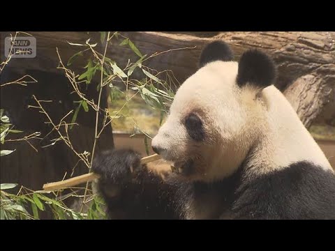 上野動物園の双子パンダ最終観覧日に長い行列 「いつか会いに行きたい」(2026年1月25日) サムネイル