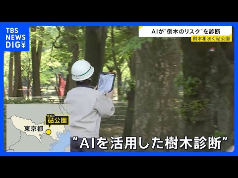 倒木相次ぎけが人も…東京・砧公園で5000本の樹木を緊急点検　試験的にAI活用「作業の効率化やスピードアップに」｜TB…