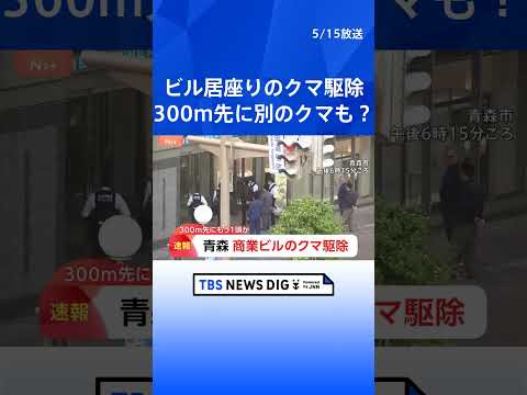 商業ビル居座りのクマ1頭を駆除　青森市中心部で　約300m離れた駐車場でもクマが目撃…別の個体の可能性あり　引き続き注… サムネイル