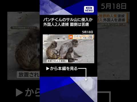 【ニュース】人気者巡りトラブル続出 パンチくんのサル山に侵入者 動物園側は対応に苦慮 shorts サムネイル