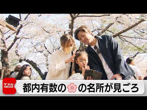 東京・千鳥ヵ淵でサクラが見ごろ