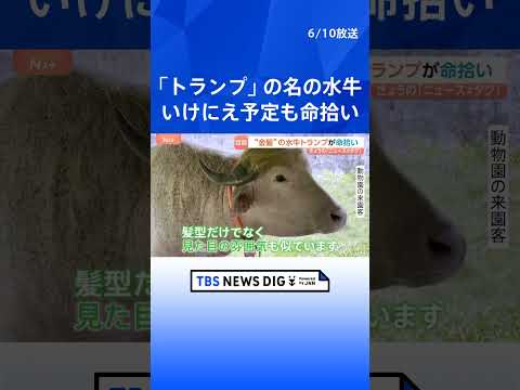 “金髪の水牛トランプ”が命拾い 「唯一の違いは、“牛”か“人間”かだけ」｜TBS NEWS DIG shorts サムネイル