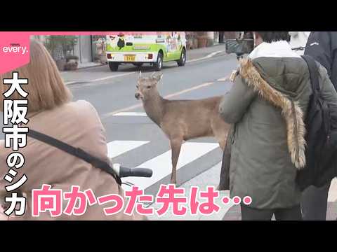 【シカ】大阪市に出没  府警の敷地内に逃げこみ捕獲