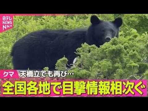 【クマ出没】「天橋立」で再び目撃情報　全国各地で目撃情報相次ぐ ──社会ニュースライブ（日テレNEWS LIVE） サムネイル