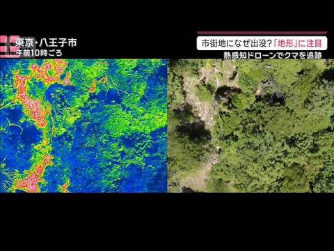 全国各地で市街地に“異常出没”なぜ？八王子のクマをドローンで“独自追跡”【サタデーステーション】(2026年5月16日) サムネイル