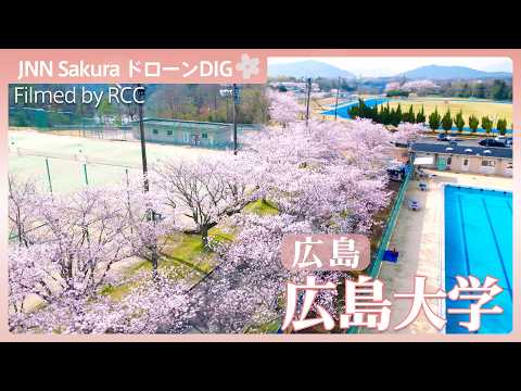 桜のキャンパス【JNN sakuraドローンDIG 2026】｜TBS NEWS DIG
