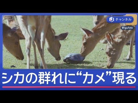 奈良公園にカメが現れ…シカの群れ騒然【スーパーJチャンネル】(2026年6月5日) サムネイル