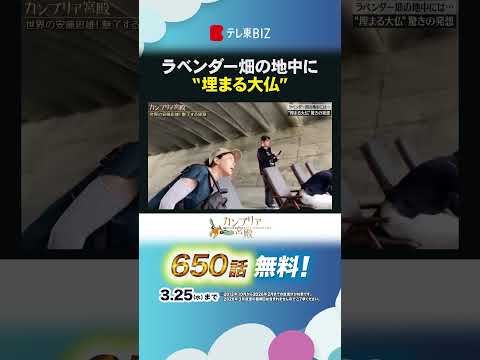 ラベンダー畑の地中に“埋まる大仏”shorts 安藤忠雄 建築家 頭大仏 カンブリア宮殿