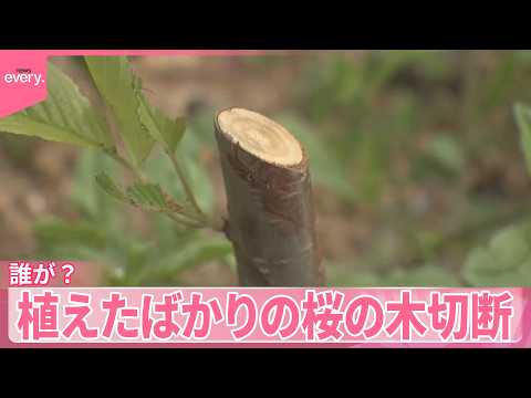 【誰が？】公園の桜が6本も  植えたばかりの桜の木切断  三重･鈴鹿市 サムネイル
