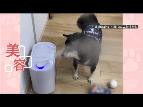 水蒸気パクパク！美意識の高い？ワンちゃん　加湿器から顔全体で浴びる…その理由とは【羽鳥慎一モーニングショー】(2026… サムネイル