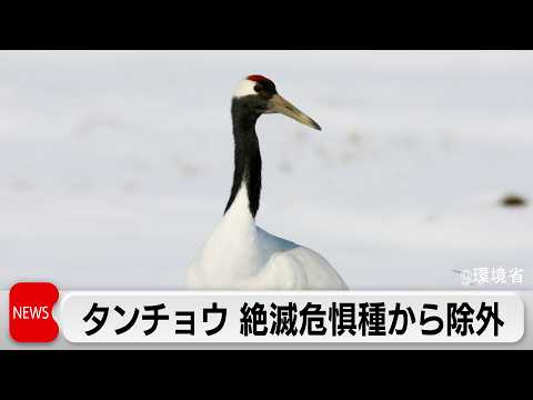 タンチョウを「絶滅危惧種」から除外　トキは一段階引き下げ　保護活動の成果