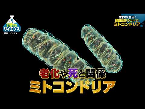 世界が注目！ミトコンドリア×老化現象最前線 柳茂（学習院大学 理学部生命科学科 教授）【いまからサイエンス】 サムネイル