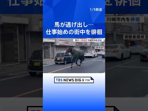 仕事始めの街中を馬が徘徊　明治大学・馬術部の馬が逃走か　警察車両に誘導され無事大学へ戻る　けが人なし　川崎市多摩区｜T… サムネイル