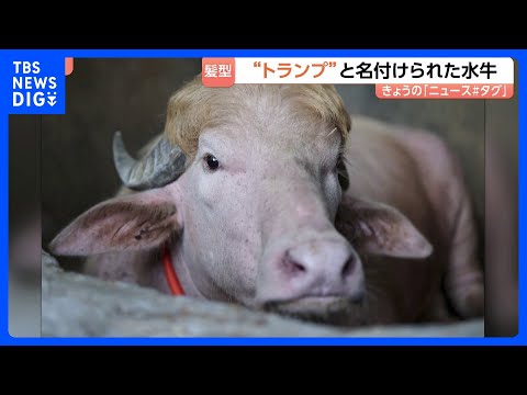 話題の水牛「名前はドナルド・トランプです」 特徴的な毛並みがあの髪型にそっくり！？バングラデシュ｜TBS NEWS D… サムネイル
