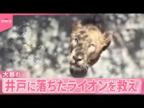【インド】身動きが取れないライオン  ロープにかみつき大暴れ『世界のミダシ』 サムネイル