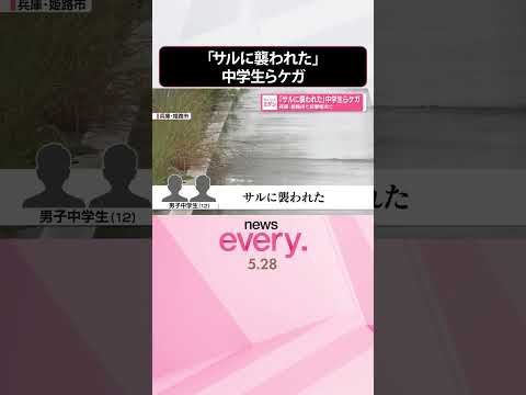 【サル目撃相次ぐ】中学生らケガ「サルに襲われた」兵庫・姫路市  shorts サムネイル