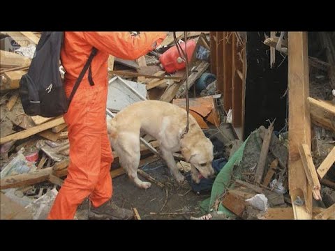 災害救助犬を社会のインフラへ！日本初の統一認定制度で迅速な救命を(2026年3月7日) サムネイル