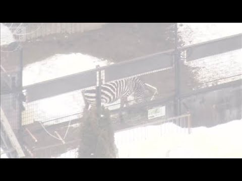 「ノースサファリ」に除却命令　違法建物の撤去10月末まで　札幌市(2026年3月24日)