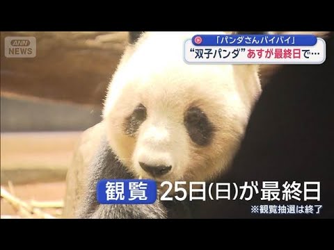 「パンダさんバイバイ」　上野動物園の“双子パンダ”　25日が観覧最終日【スーパーJチャンネル】(2026年1月24日) サムネイル
