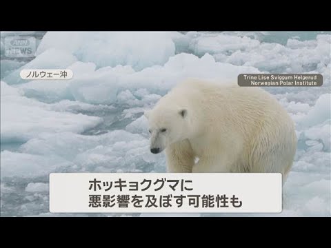 温暖化でもホッキョクグマ太る　食生活に変化　栄養豊富な陸上動物の死骸食べる【知っておきたい！】【グッド！モーニング】(… サムネイル