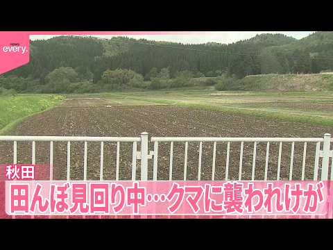 【クマ】男性が襲われけが  田んぼ見回り中…秋田で今年初 サムネイル