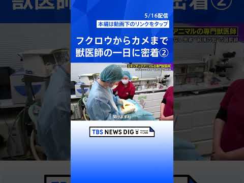 ②【衝撃手術】カメの甲羅を切る…巨大“尿路結石”400gを摘出！「10軒断られた」行き場のない動物たちの“最後の砦”… サムネイル