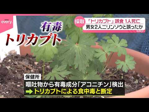 【「トリカブト」誤食】80代男性死亡  ニリンソウと誤ったか  北海道 サムネイル