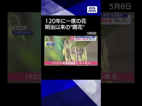 【ニュース】120年に一度の花「咲いた」　明治以来の“開花”住民騒然 shorts サムネイル