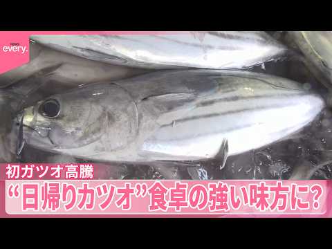 【初ガツオ高騰】燃料高騰が打撃に  鮮度も抜群“日帰りカツオ”食卓の強い味方に？ サムネイル