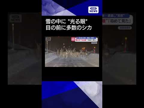 【ニュース】雪の中に“光る眼”「初めて見た」目の前に多数のシカ shorts サムネイル