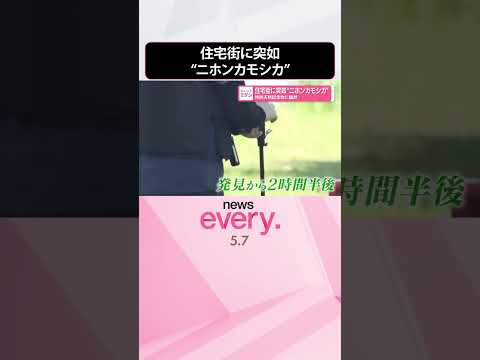 【特別天然記念物に騒然】名古屋市の住宅街に突如“ニホンカモシカ”  shorts サムネイル