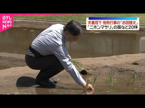 【天皇陛下】恒例行事の｢お田植え｣  ｢ニホンマサリ｣の苗など20株 サムネイル
